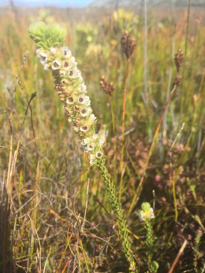 Erica pyxidiflora, photographed by jeanetteclarke