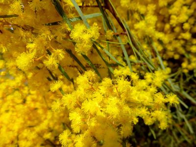 Acacia provincialis, photographed by Kiri Bee