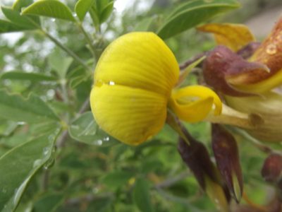 Crotalaria capensis, photographed by Ludwig Muller