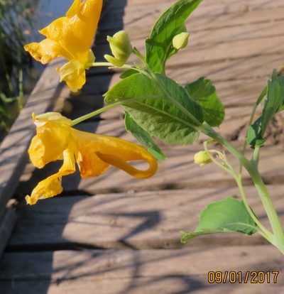 Impatiens aurella, photographed by Steve Wells