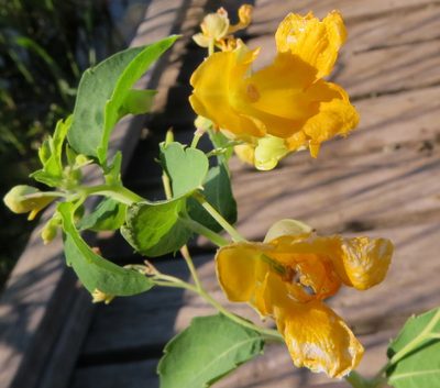 Impatiens aurella, photographed by Steve Wells