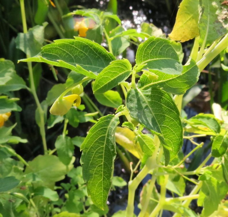 Impatiens aurella, photographed by Steve Wells