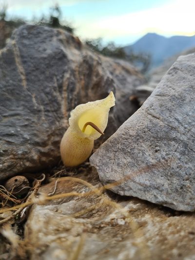 Biarum davisii, photographed by Christian Manke