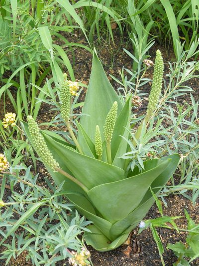 Ledebouria zebrina, photographed by Antoinette Eyssell Knox