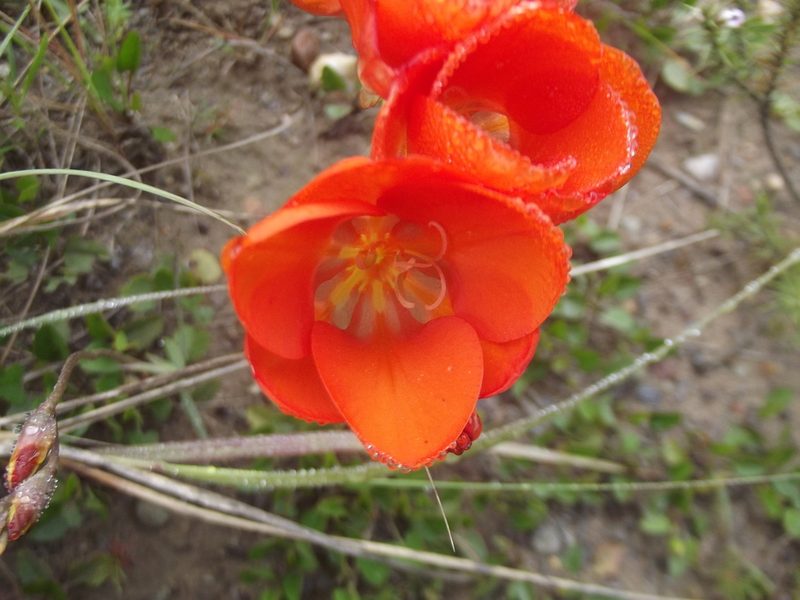 Tritonia crocata, photographed by Ludwig Muller
