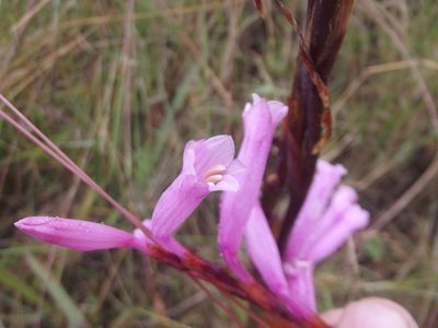 Watsonia aletroides, photographed by Ludwig Muller