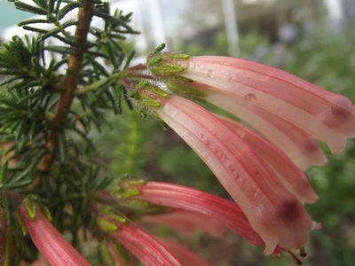 Erica glandulosa, photographed by Ludwig Muller