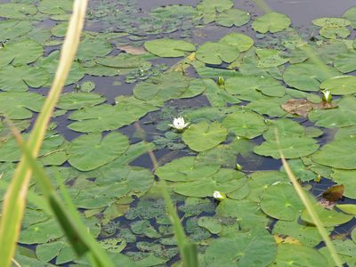 Nymphaea tetragona, photographed by Oleg Kosterin