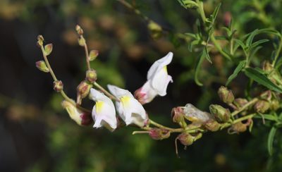 Antirrhinum graniticum, photographed by Paulo Martins