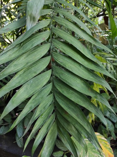 Chamaedorea costaricana, photographed by Eduardo A. Bolaños Vargas