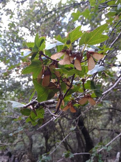 Acer sempervirens, photographed by Sam J. Thomas