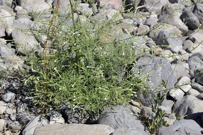 Nicotiana acuminata, photographed by John Hibbard