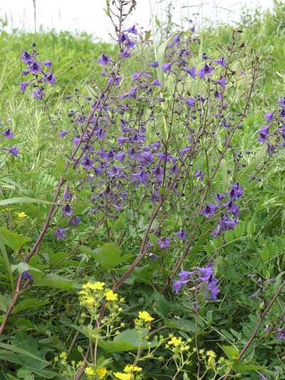 Delphinium maackianum, photographed by Oleg Kosterin