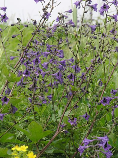 Delphinium maackianum, photographed by Oleg Kosterin
