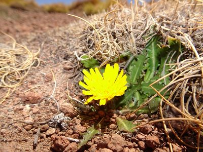 Hypochaeris meyeniana, photographed by Fabien Anthelme