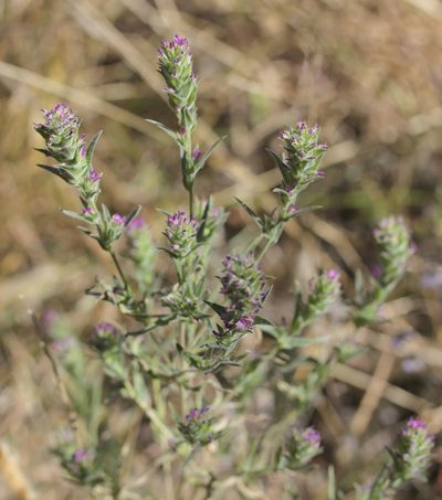 Epilobium densiflorum, photographed by John Hibbard