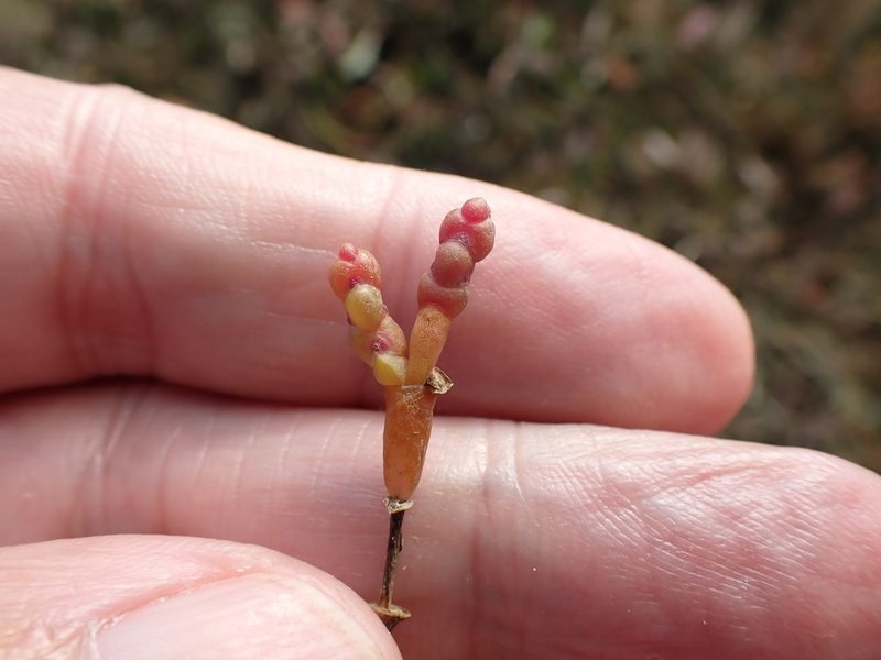 Salicornia ramosissima, photographed by Robert H. Wardell