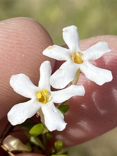 Chaenostoma integrifolium, photographed by Dave U