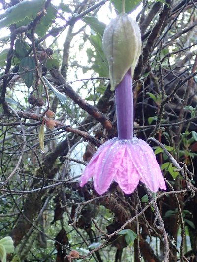 Passiflora cumbalensis, photographed by Julien Renoult