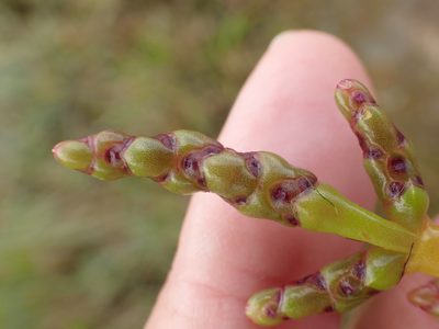 Salicornia ramosissima, photographed by Robert H. Wardell