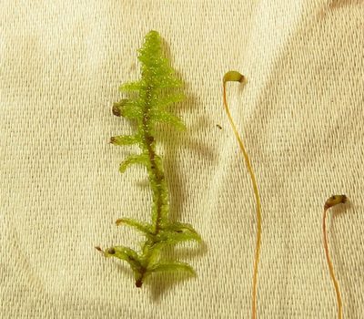 Pseudohygrohypnum fauriei, photographed by Ken Kneidel