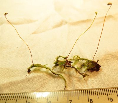 Pseudohygrohypnum fauriei, photographed by Ken Kneidel