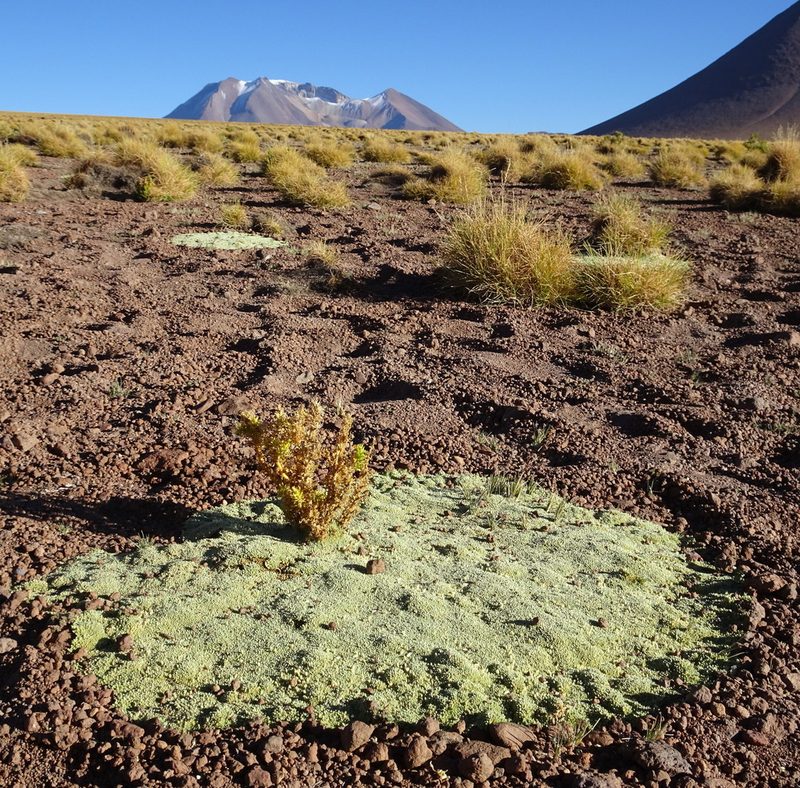 Pycnophyllum bryoides, photographed by Fabien Anthelme
