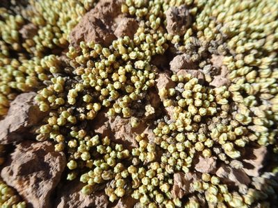 Pycnophyllum bryoides, photographed by Fabien Anthelme