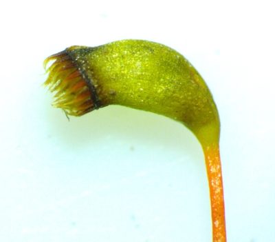 Pseudohygrohypnum fauriei, photographed by Ken Kneidel