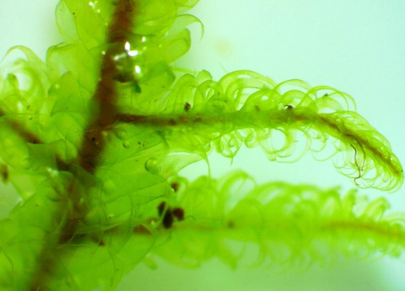 Pseudohygrohypnum fauriei, photographed by Ken Kneidel