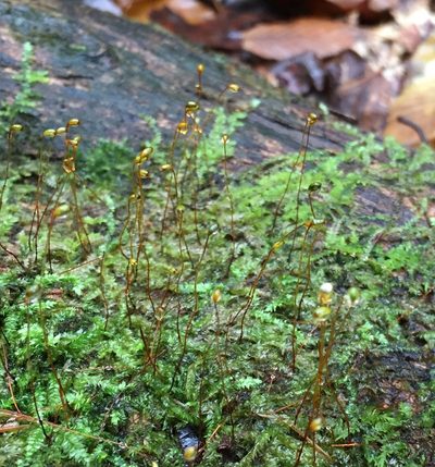 Pseudohygrohypnum fauriei, photographed by Ken Kneidel