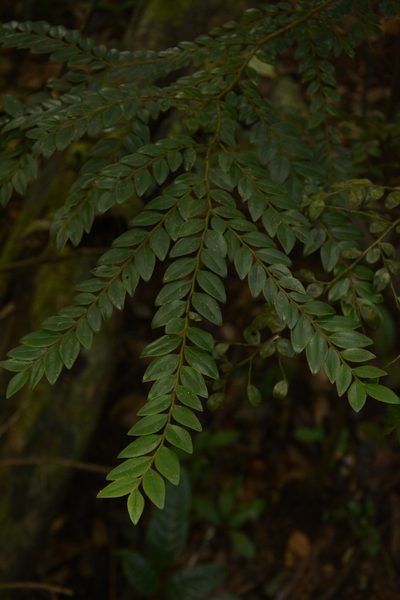 Diospyros buxifolia, photographed by Siddarth Machado