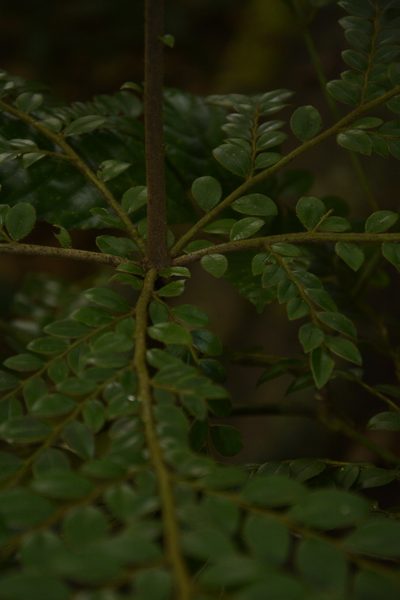 Diospyros buxifolia, photographed by Siddarth Machado