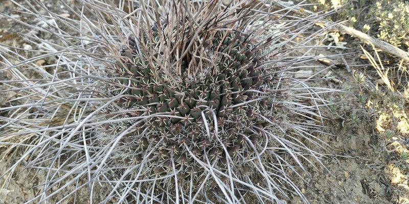 Mammillaria mystax, photographed by Tereso Hernández Morales