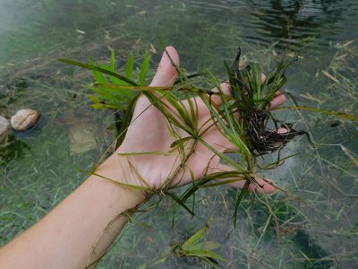 Vallisneria americana, photographed by Jade Fortnash