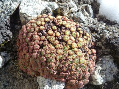 Saxifraga boussingaultii, photographed by Fabien Anthelme