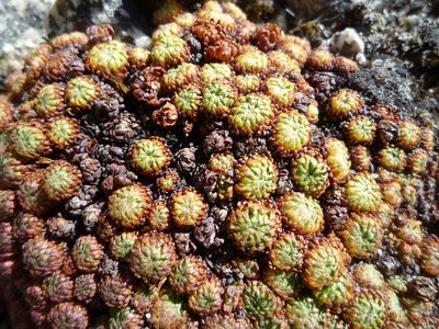 Saxifraga boussingaultii, photographed by Fabien Anthelme