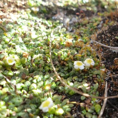 Ourisia muscosa, photographed by Fabien Anthelme