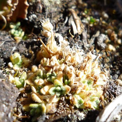 Cerastium crassipes, photographed by Fabien Anthelme
