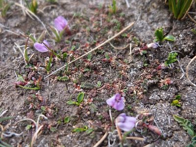 Astragalus peruvianus, photographed by Fabien Anthelme