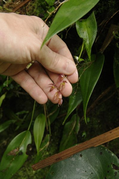 Pleurothallis rowleei, photographed by Eric Knight