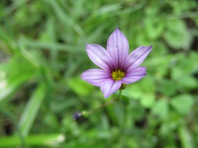 Sisyrinchium platense, photographed by Alan demian benadia
