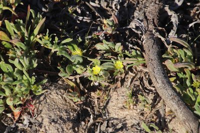 Cleretum papulosum, photographed by Tony Rebelo