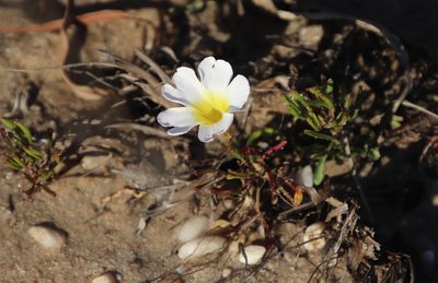 Oxalis recticaulis, photographed by Tony Rebelo