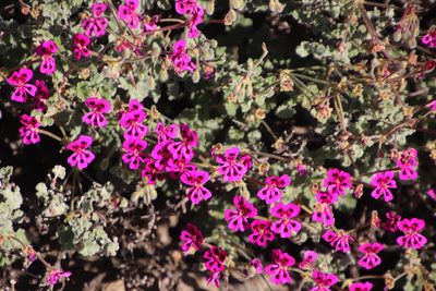 Pelargonium magenteum, photographed by Tony Rebelo