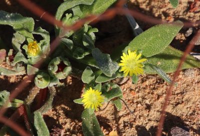 Cleretum papulosum, photographed by Tony Rebelo