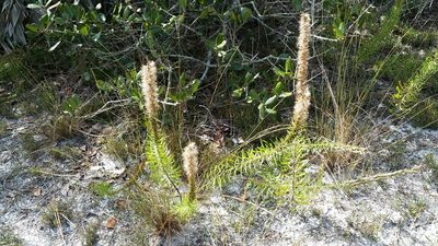 Liatris chapmanii, photographed by Jay Horn