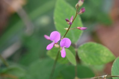 Desmodium pringlei, photographed by Neptalí Ramírez Marcial