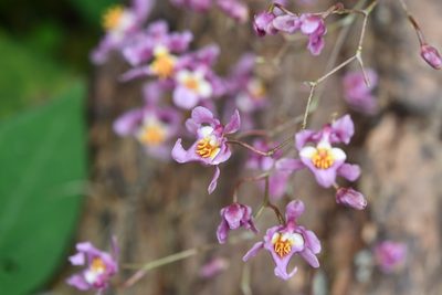 Oncidium sotoanum, photographed by Neptalí Ramírez Marcial