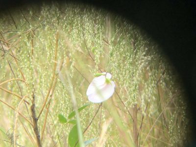 Centrosema arenicola, photographed by novvictan